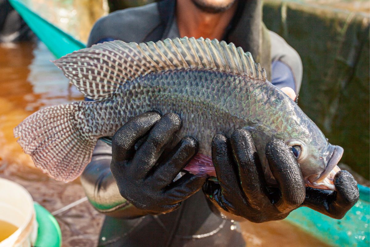 a-tilapia-sera-o-novo-frango-fonte