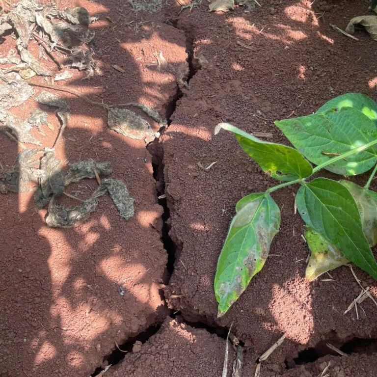 RS: financiamento de custeio agrícola poderá ser prorrogado por 3 anos