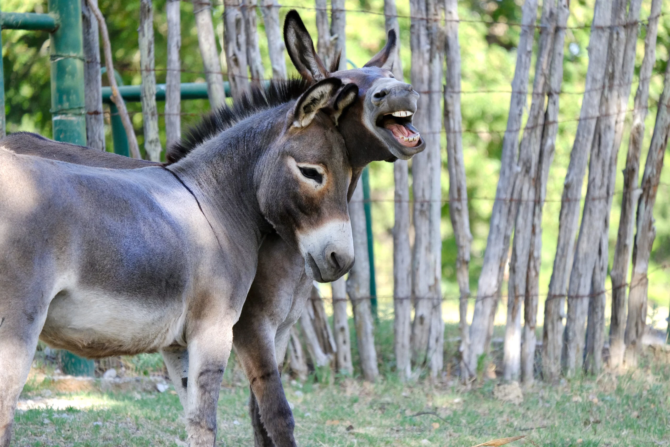 Foto: Adobe Stock