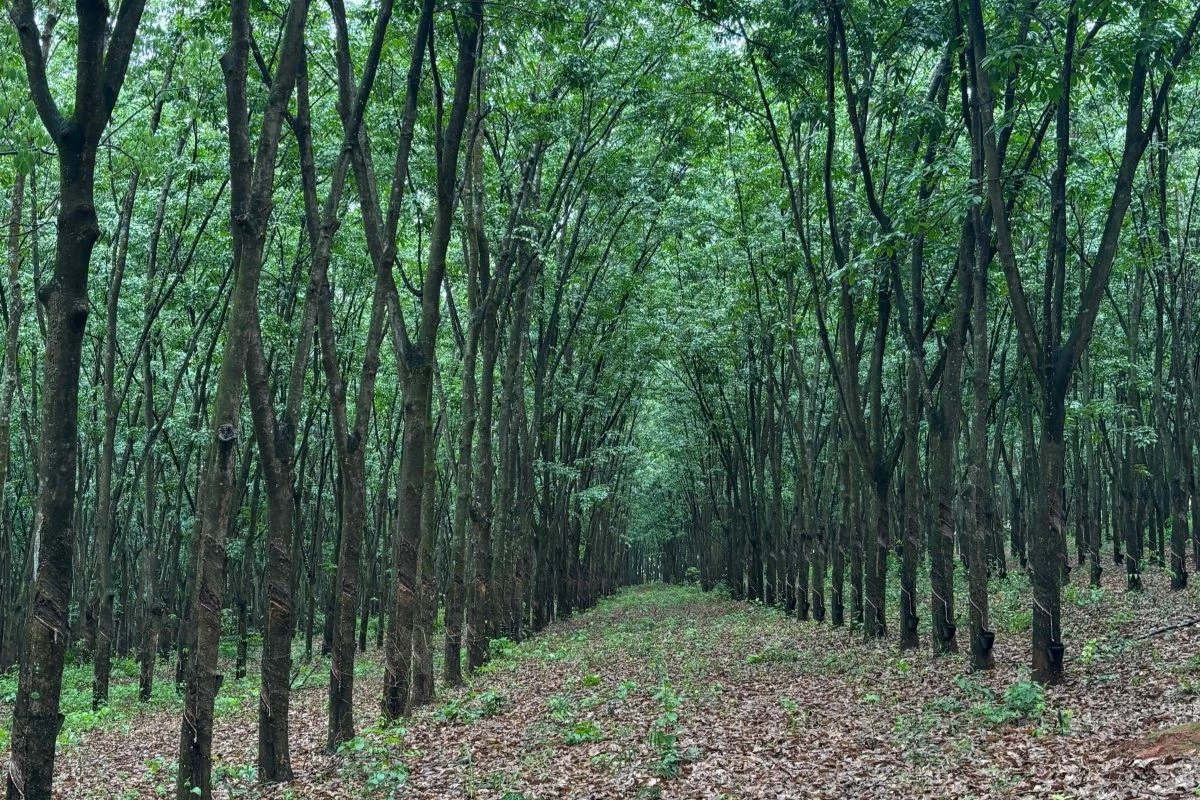 seringueiras