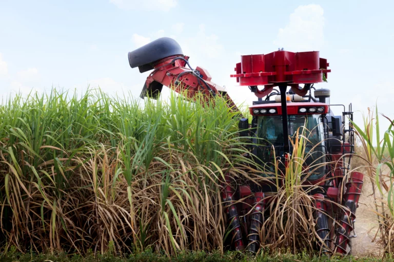 MG: safra de cana deve recuar 7,1% em 2025/26, mas área plantada cresce 10%