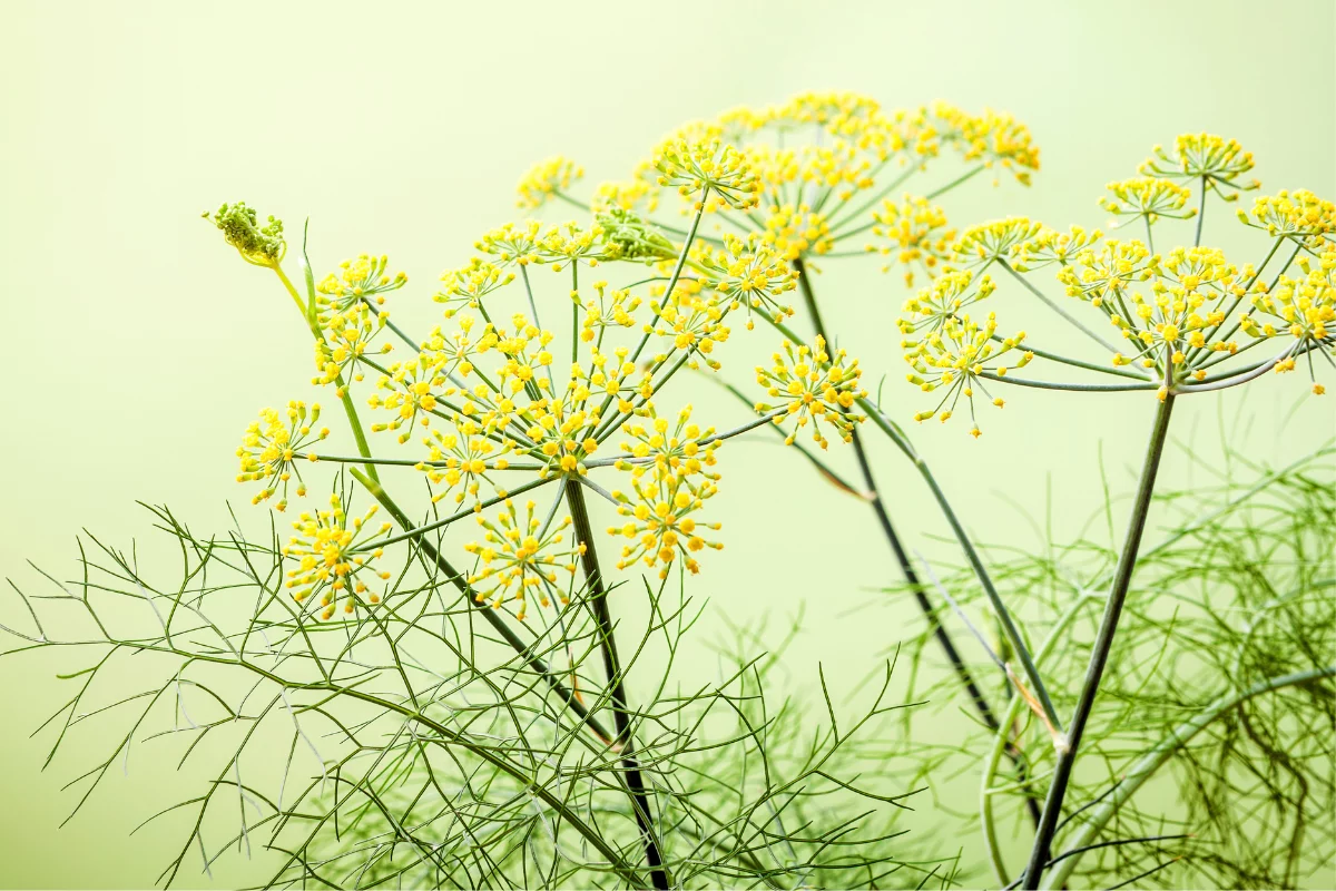 Foto: Adobe Stock