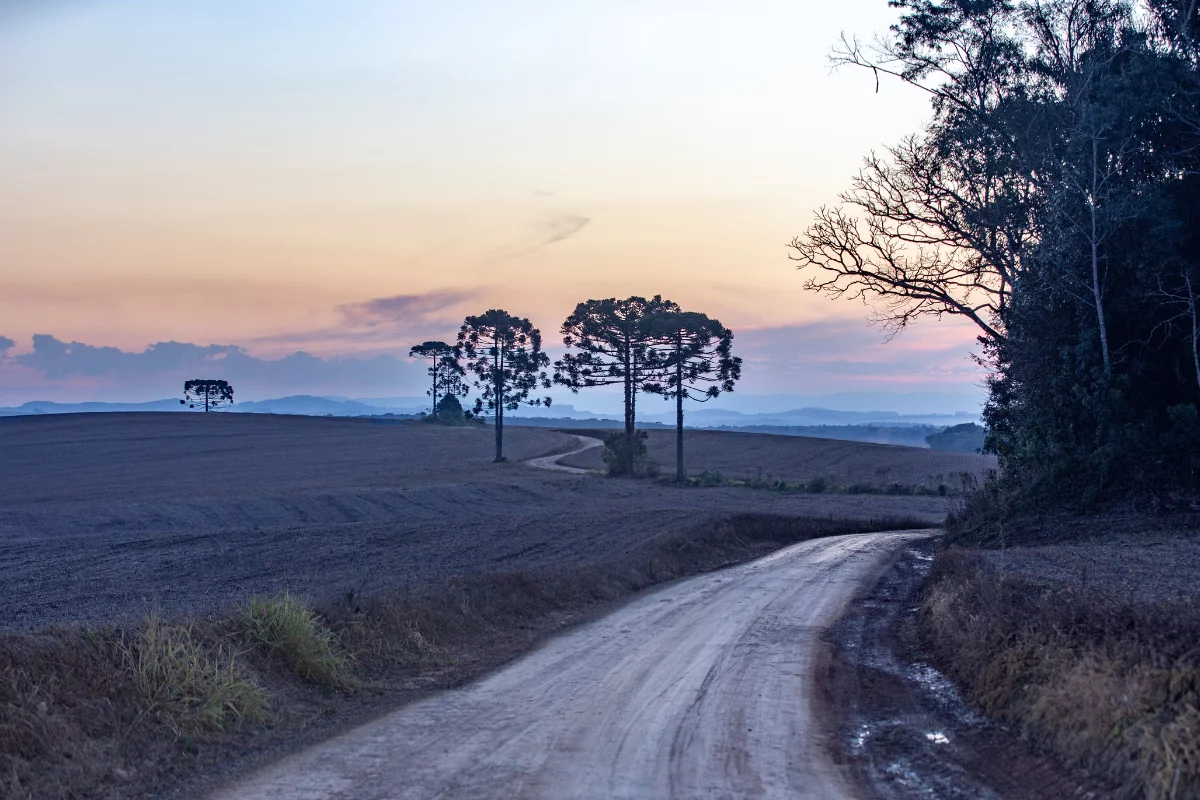 Entre sábado e segunda-feira, poderá ocorrer geada fraca na Região Sul. Foto: Adobe Stock