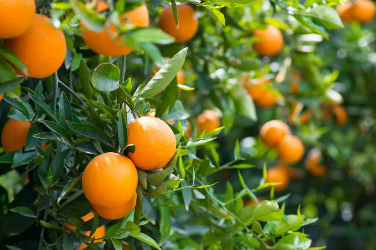 Oferta de laranjas precoces pressiona preços no mercado de mesa
