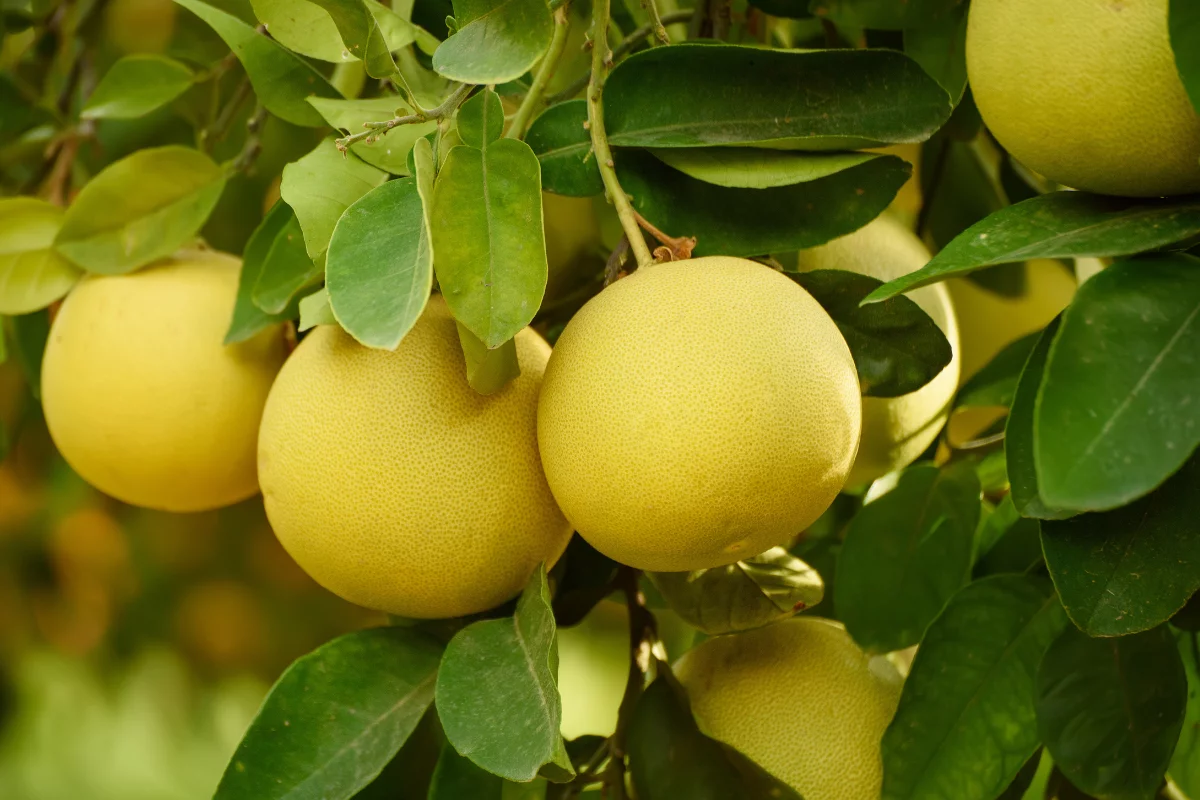 pomelo