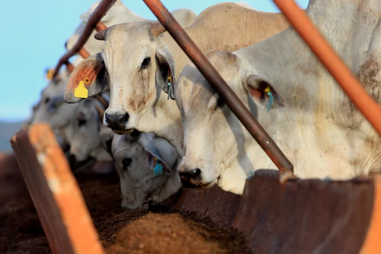 PIB do Agro cresce 1,81% e chega a R$ 2,72 trilhões em 2024