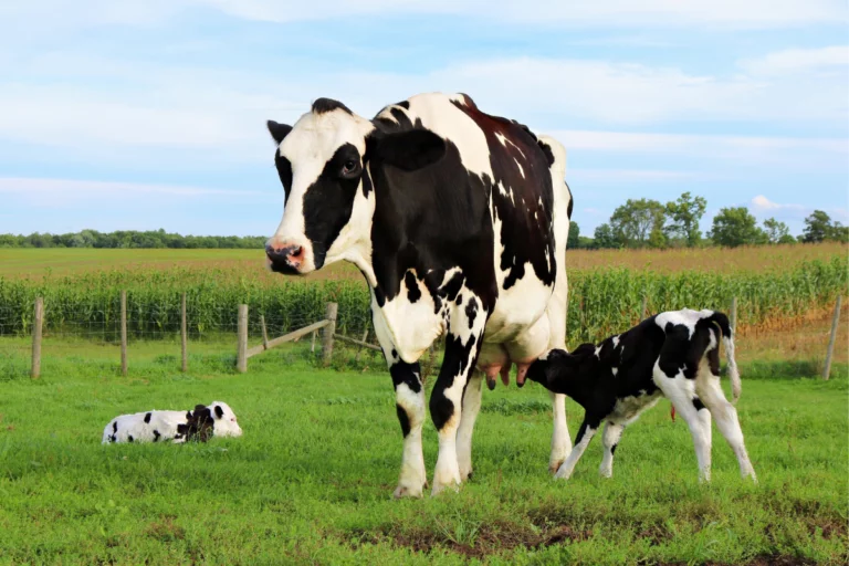 Comprimido contra a “febre do leite” é nova aposta da Boehringer no Brasil