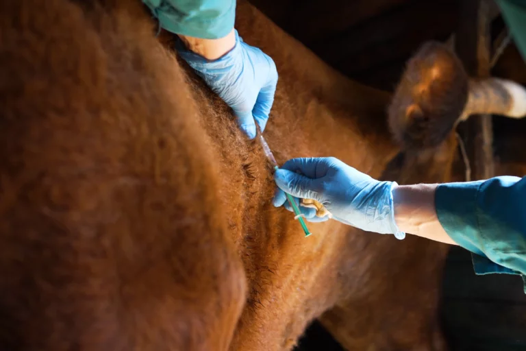 Goiás orienta sobre vacinas obrigatórias para a sanidade animal