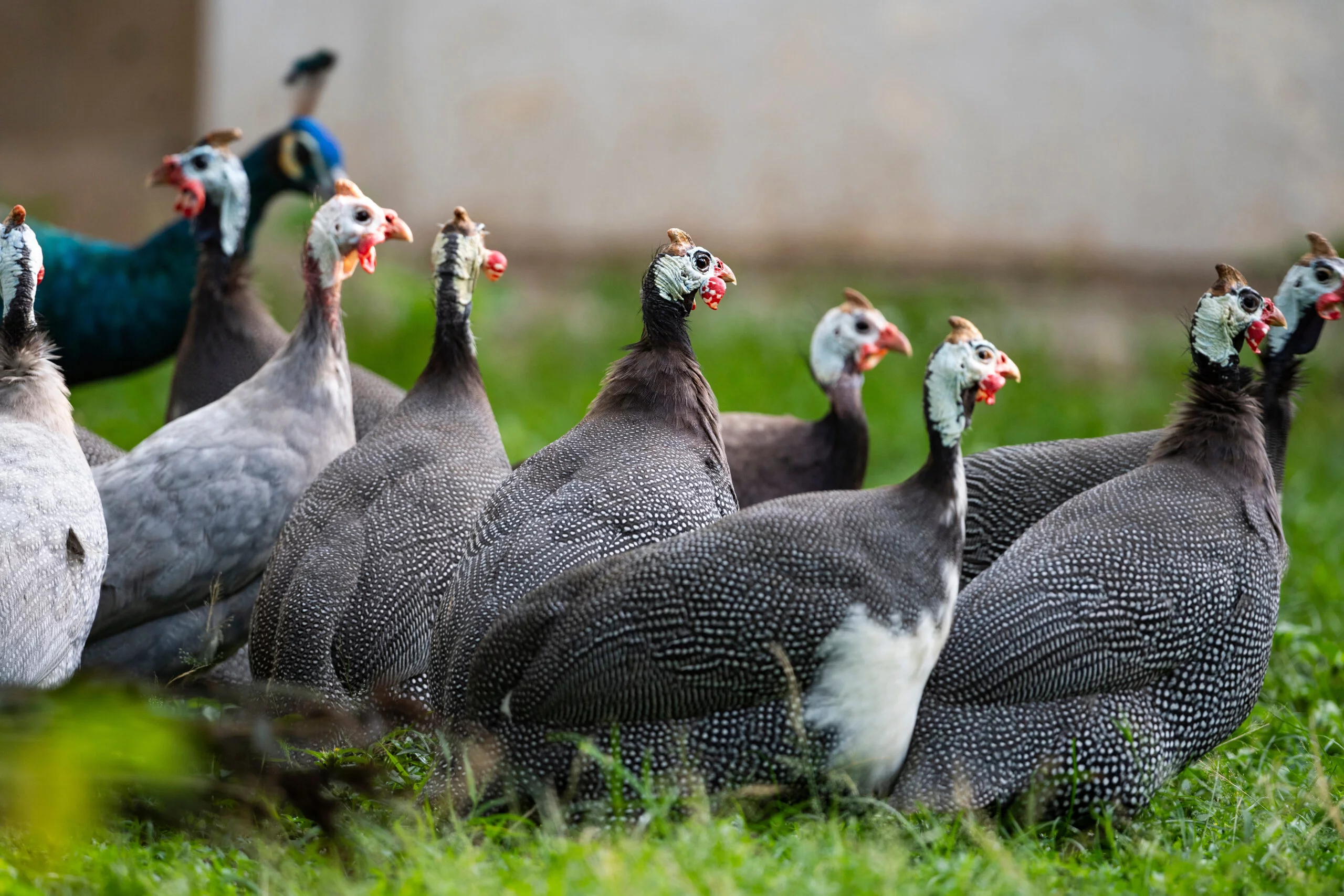 Foto: Adobe Stock