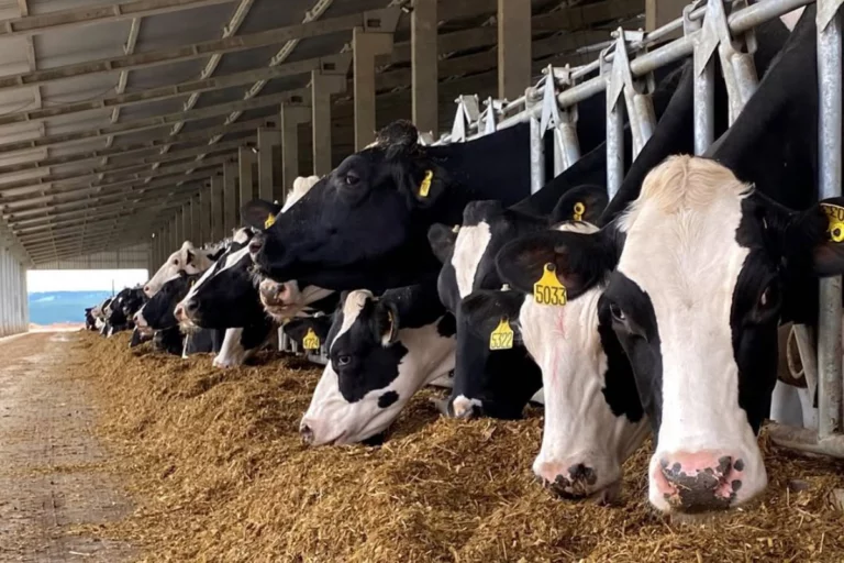 Manejo, raças e produtividade: um raio-x das maiores fazendas leiteiras