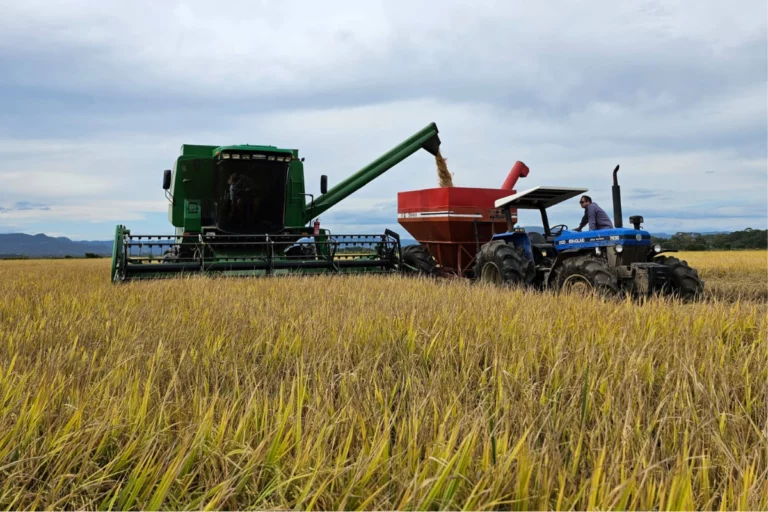 Queda de preço do arroz desacelera e indica maior equilíbrio no mercado