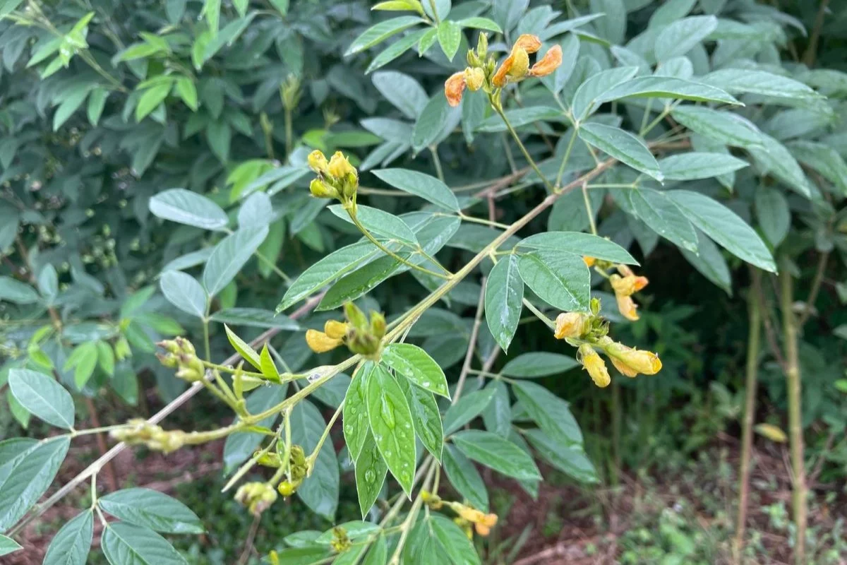 Cultivar floresce no inverno, época em que alimentação para o gado fica mais escassa. Foto: Embrapa/Divulgação