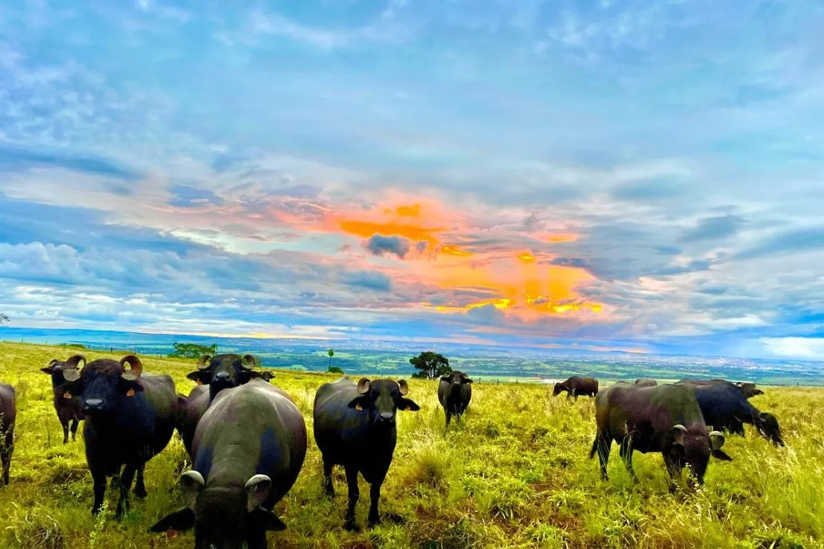 Fazenda em Brodowski começou a produzir muçarela orgânica de búfalas há 21 anos. Foto: Gondwana/Divulgação
