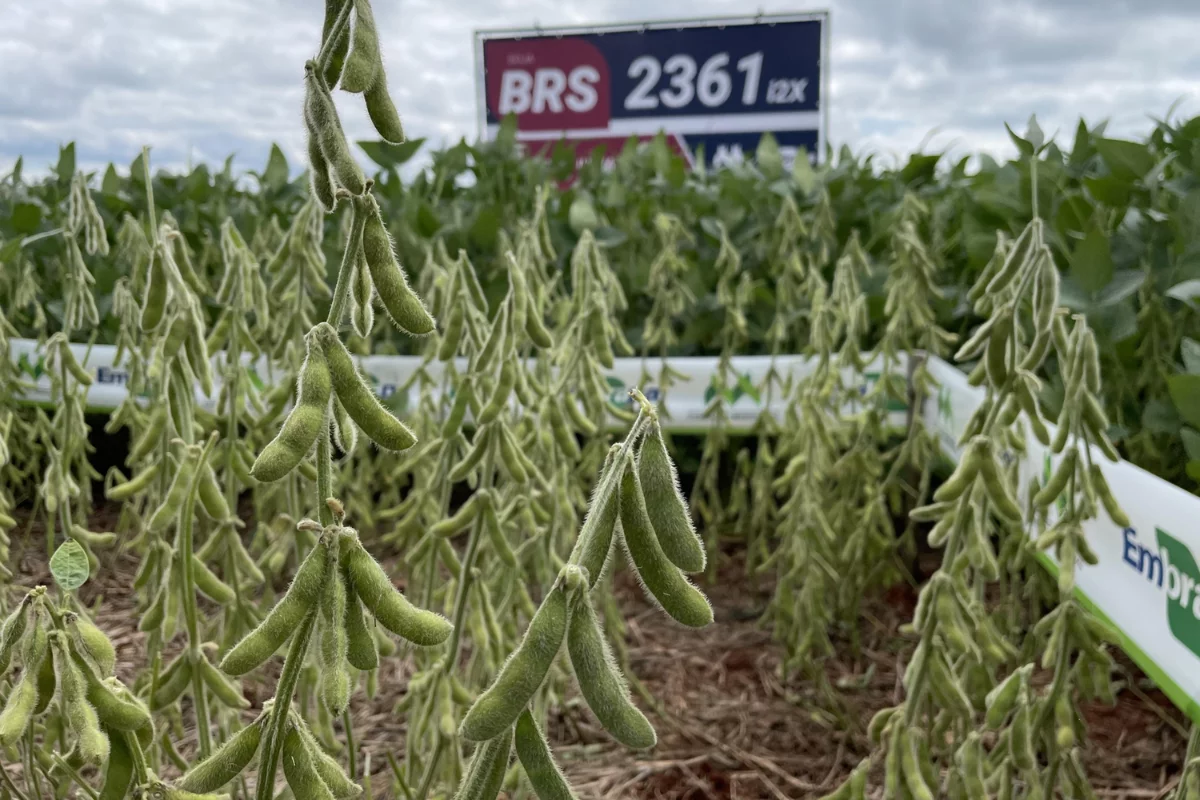 Nova Cultivar . soja .embrapa. BRS 2361 i2x
