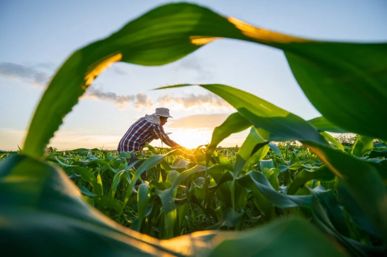 Governo prevê economia de R$ 3,8 bilhões em 2025 com Proagro