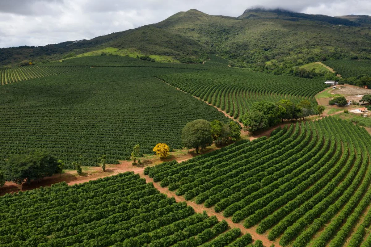 São Paulo tem 30 mil produtores de café, que colhem cerca de 307 mil toneladas por ano - Foto: Adobe Stock