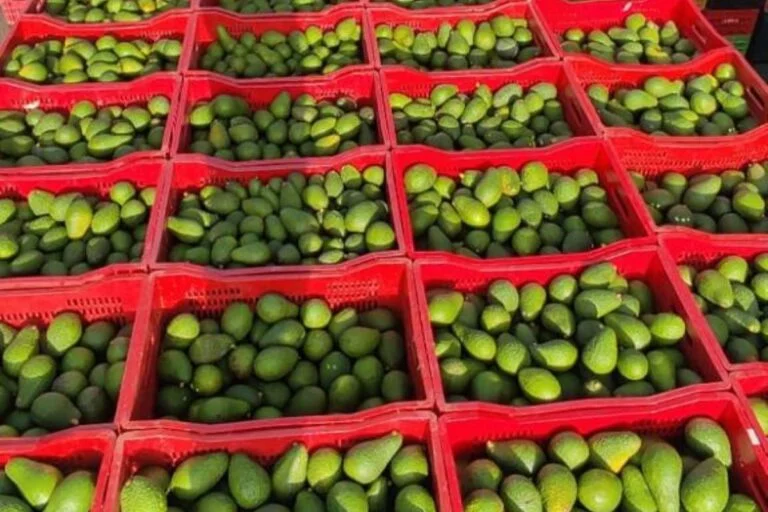 Maionese, azeite e cosméticos: produtores diversificam uso do abacate