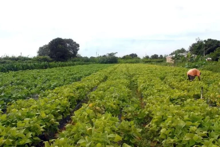CMN prorroga pagamento de crédito rural de pequenos produtores rurais