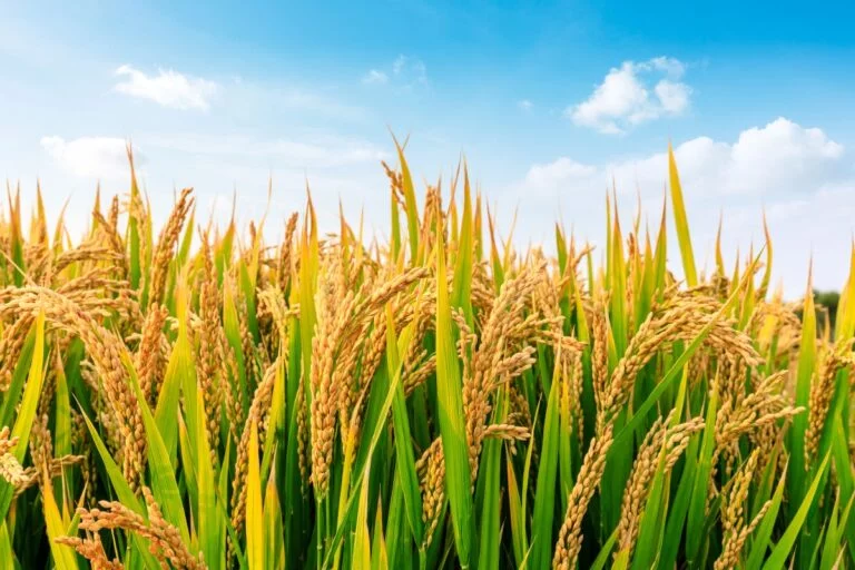 Abiarroz: Brasil exporta 86% mais produto em casca em março ante março de 2024