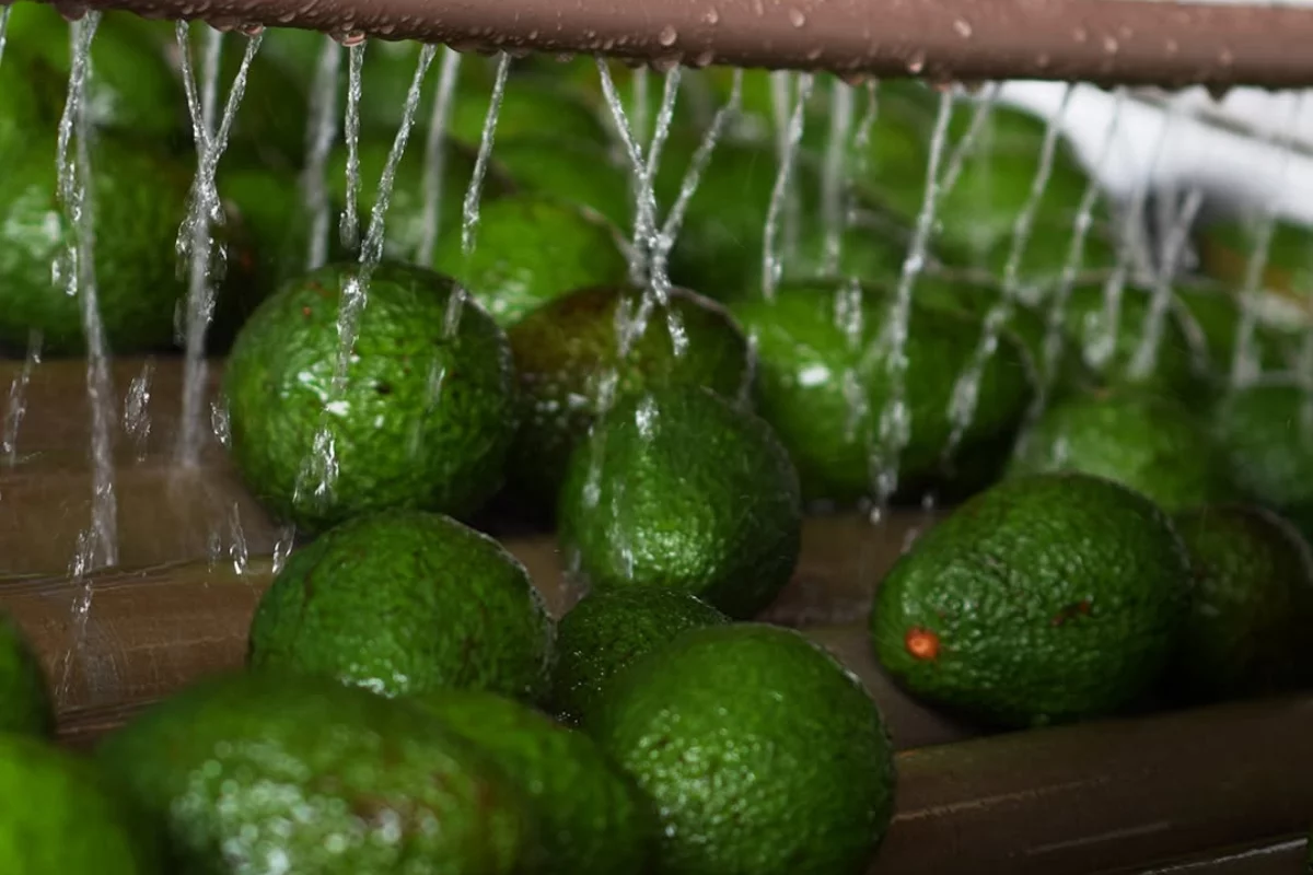 Foto: Avocado Jaguacy/Divulgação