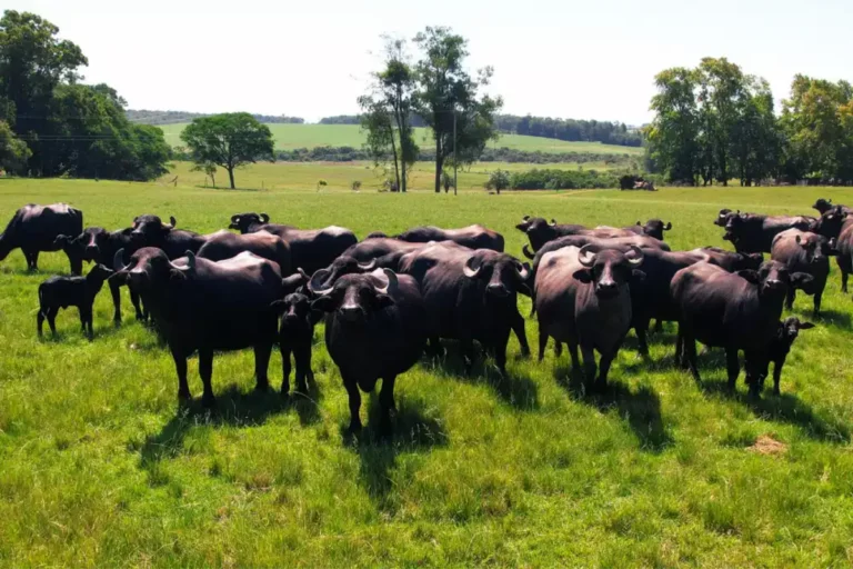 Nova linha de carne de búfalo aposta em cortes especiais