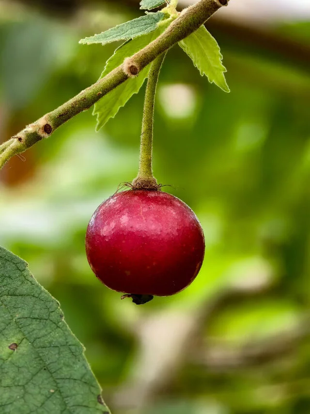 Calabura: pequena no tamanho, gigante no sabor
