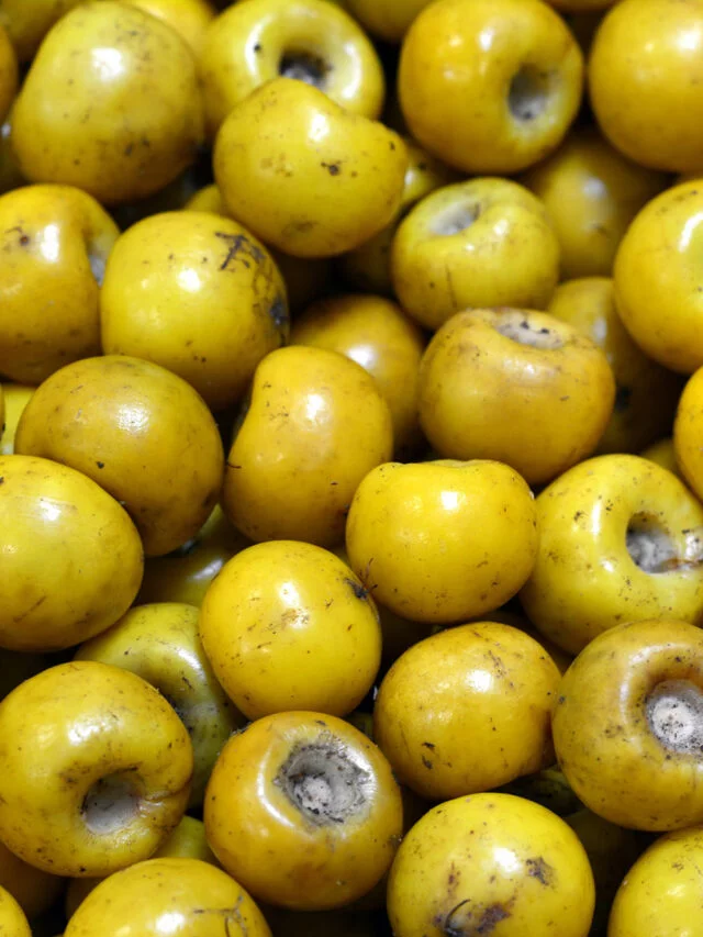 Murici: pequena fruta, enormes benefícios