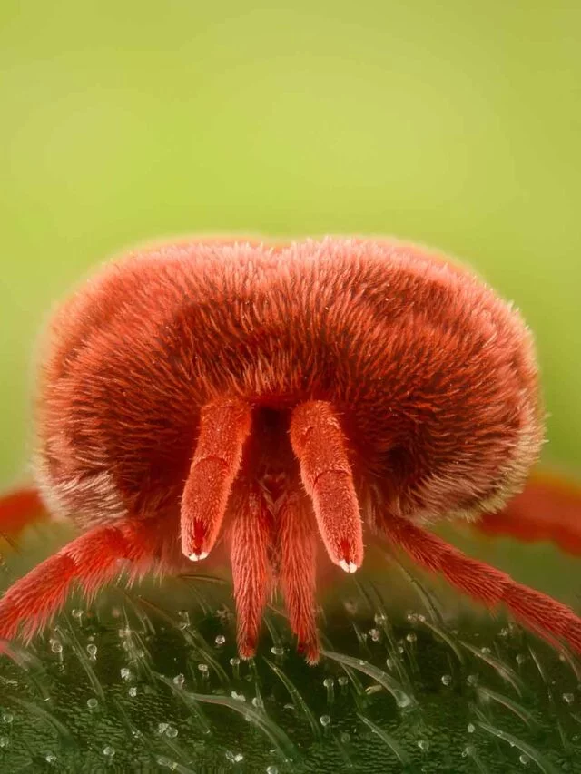 Ácaro vermelho: a ameaça microscópica da lavoura