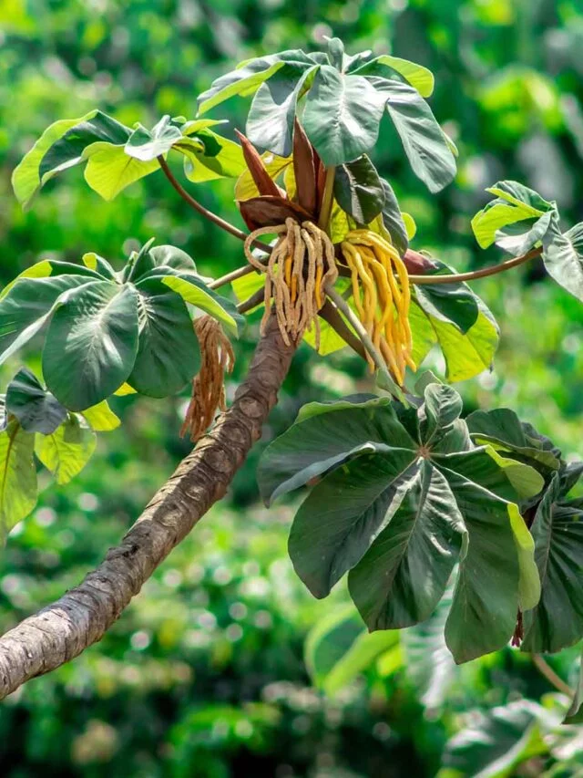 Fruto da embaúba: você pode comer, mas saiba como!