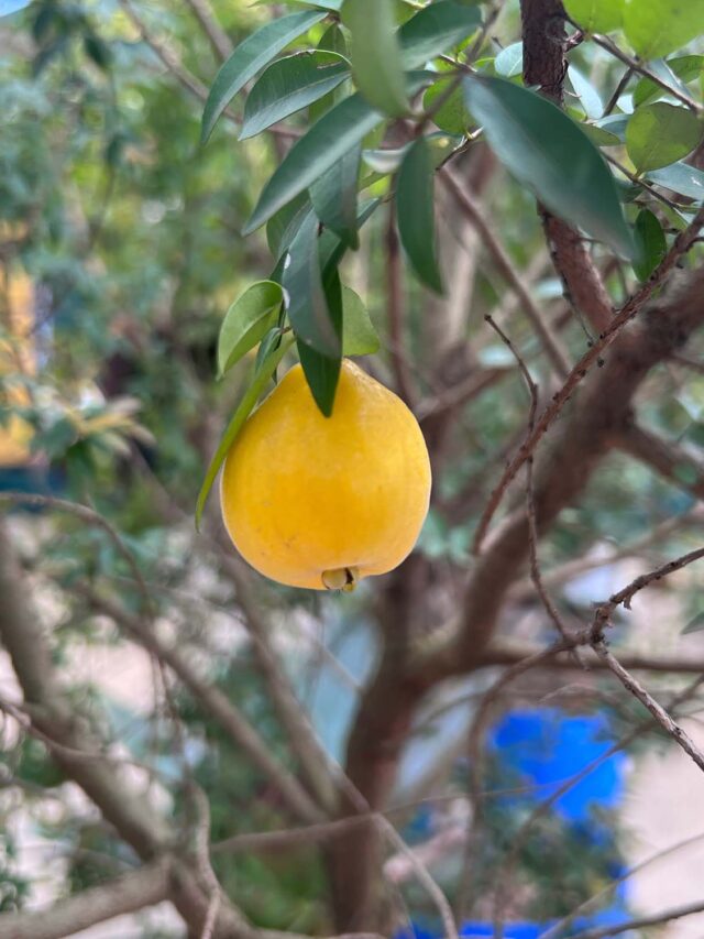 Uvaia, a fruta que parece um sol