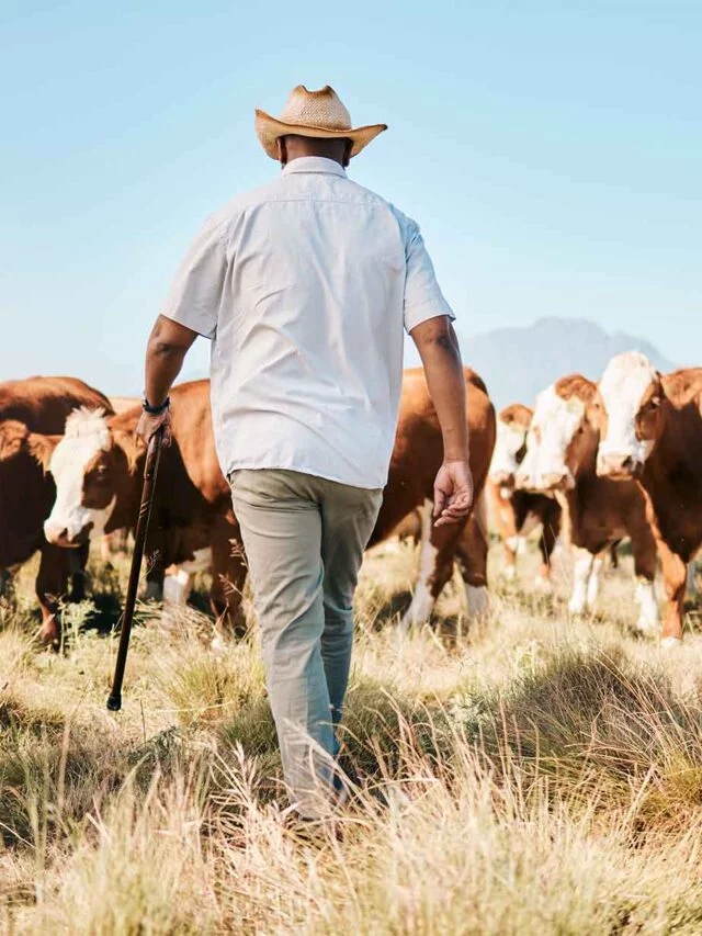 Fases da bovinocultura: descubra o melhor caminho na pecuária