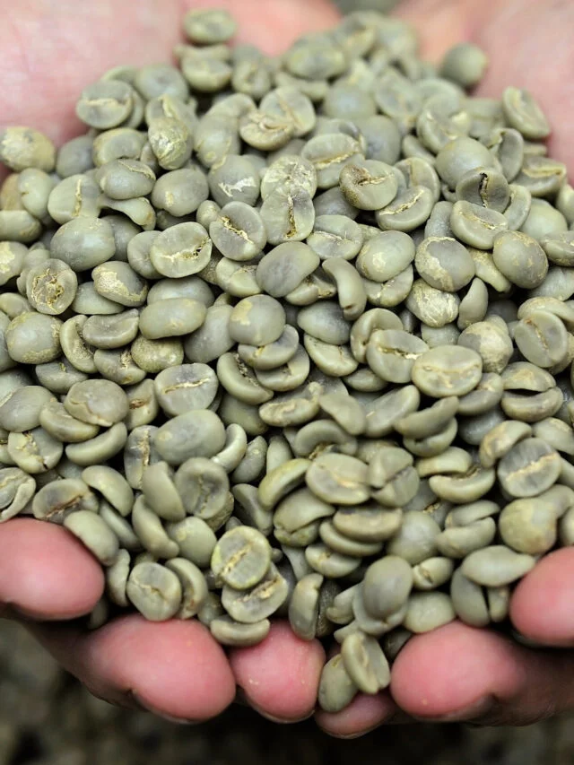 Café verde: a fórmula antienvelhecimento descoberta em Minas