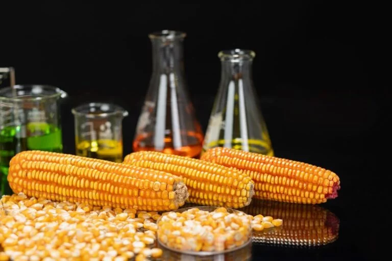 Com boom de etanol de milho, biorrefinarias avançam e produção pode dobrar até 2032