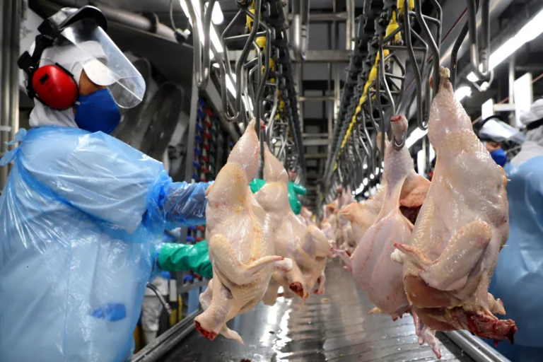 Carne de frango ganha competitividade sobre bovina, mas perde para suína