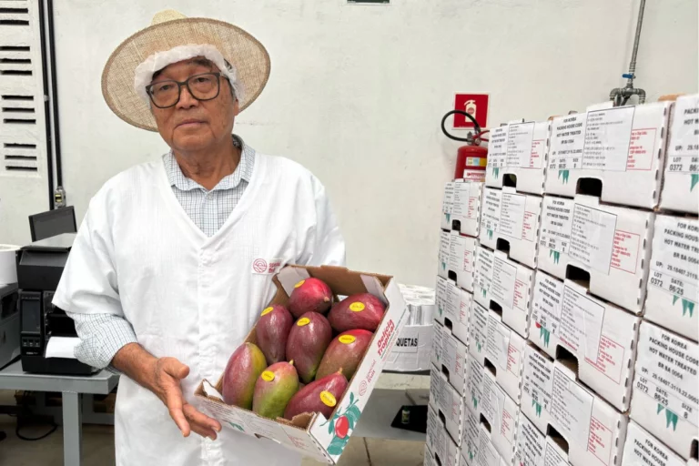 Do Japão para o São Francisco: agricultor se torna referência na fruticultura