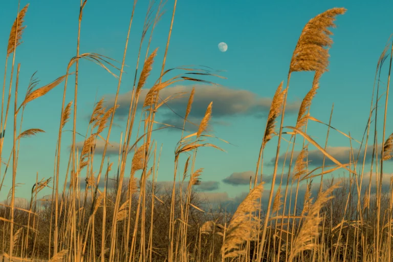 Qual será a influência da lua na agricultura?