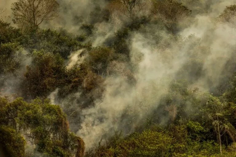Terras com área incendiada ou desmatamento ilegal poderão ser desapropriadas, determina STF