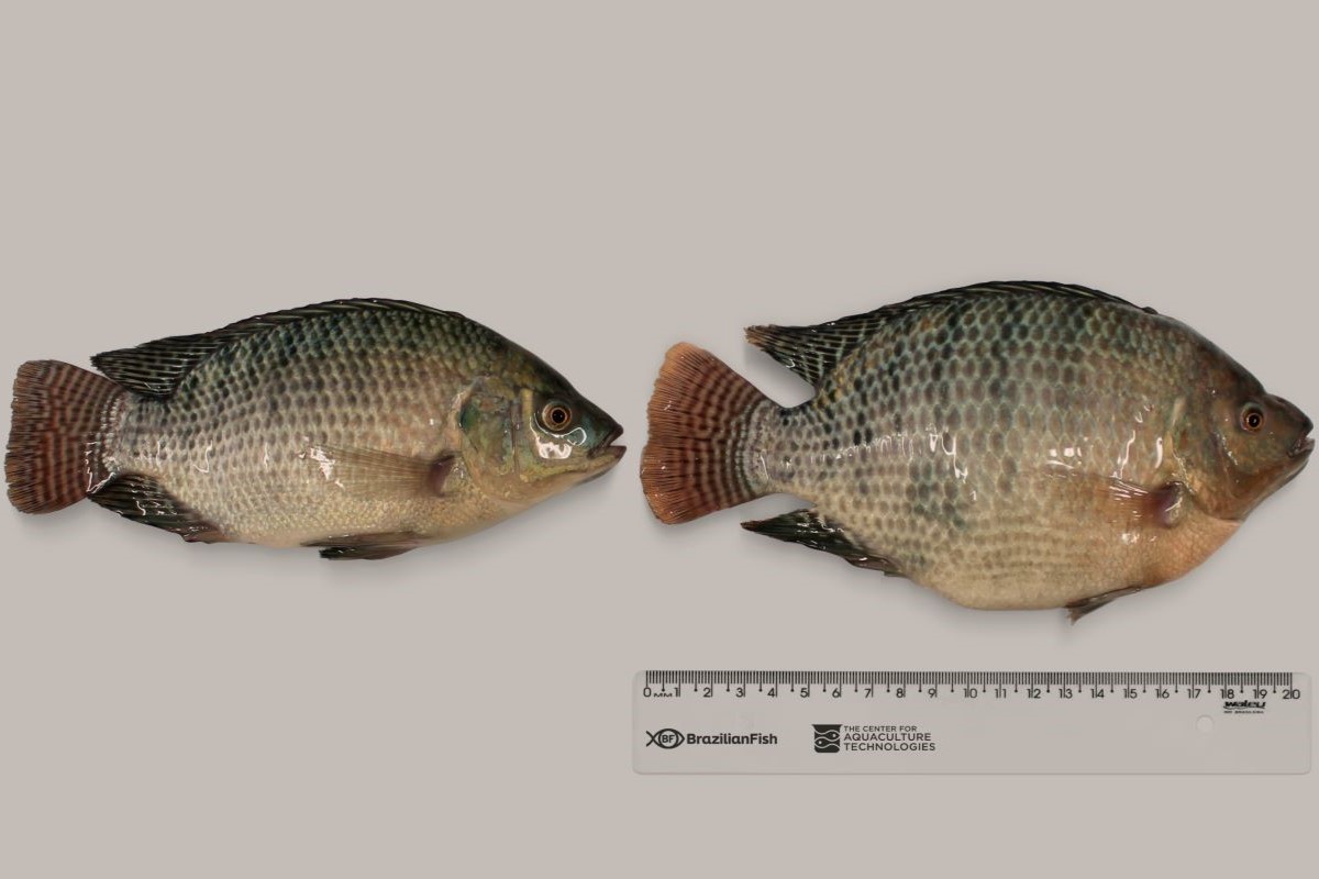Comparativo entre as tilápias sem e com edição gênica: aumento de 40% no rendimento de carne. Foto: Brazilian Fish/Divulgação