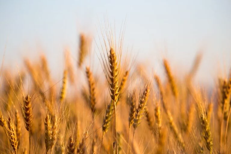 Condição da safra de trigo de inverno dos EUA piora levemente, diz USDA
