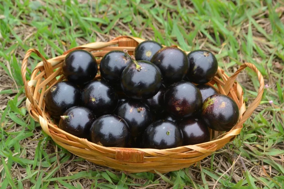 jabuticabas