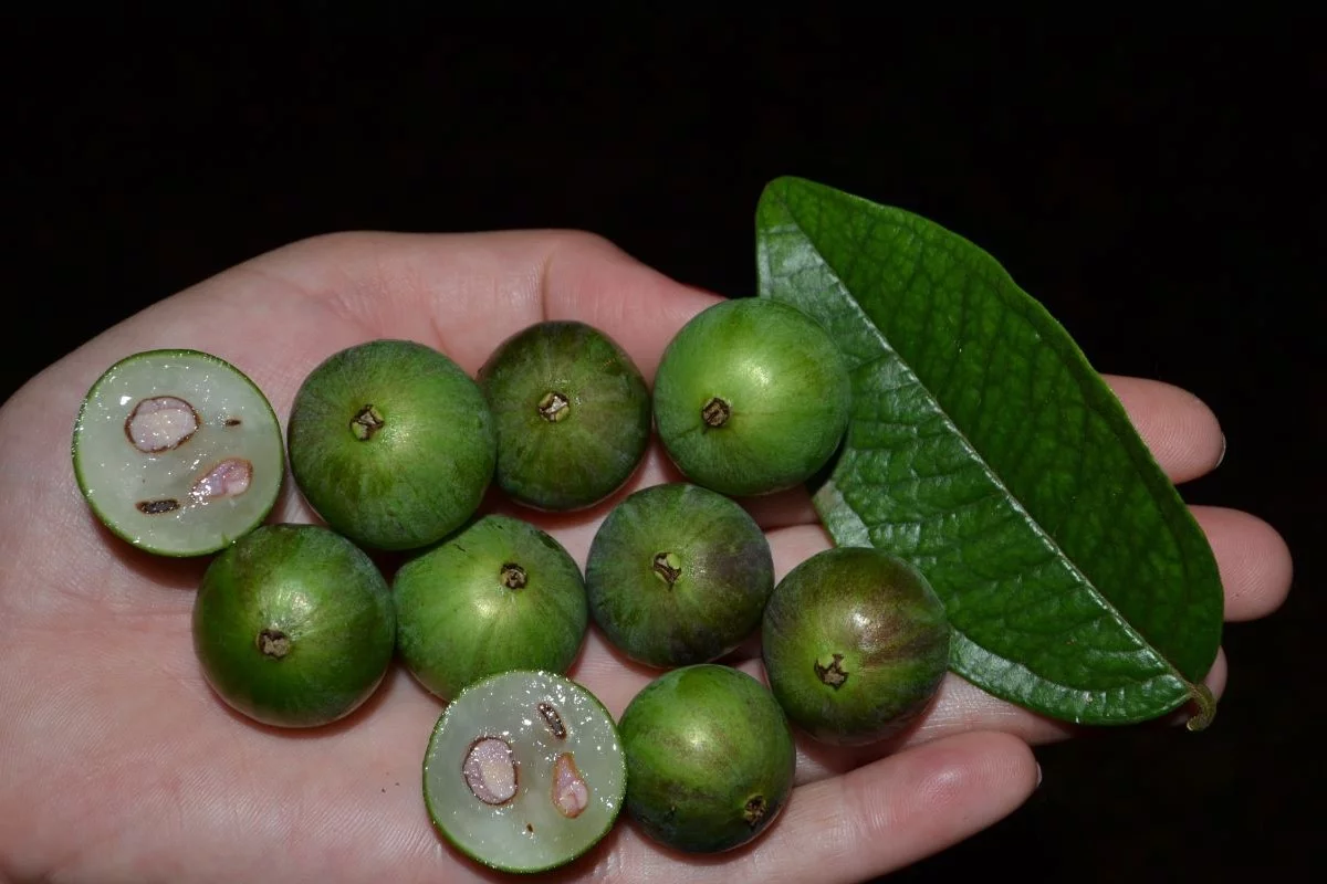 jabuticabas