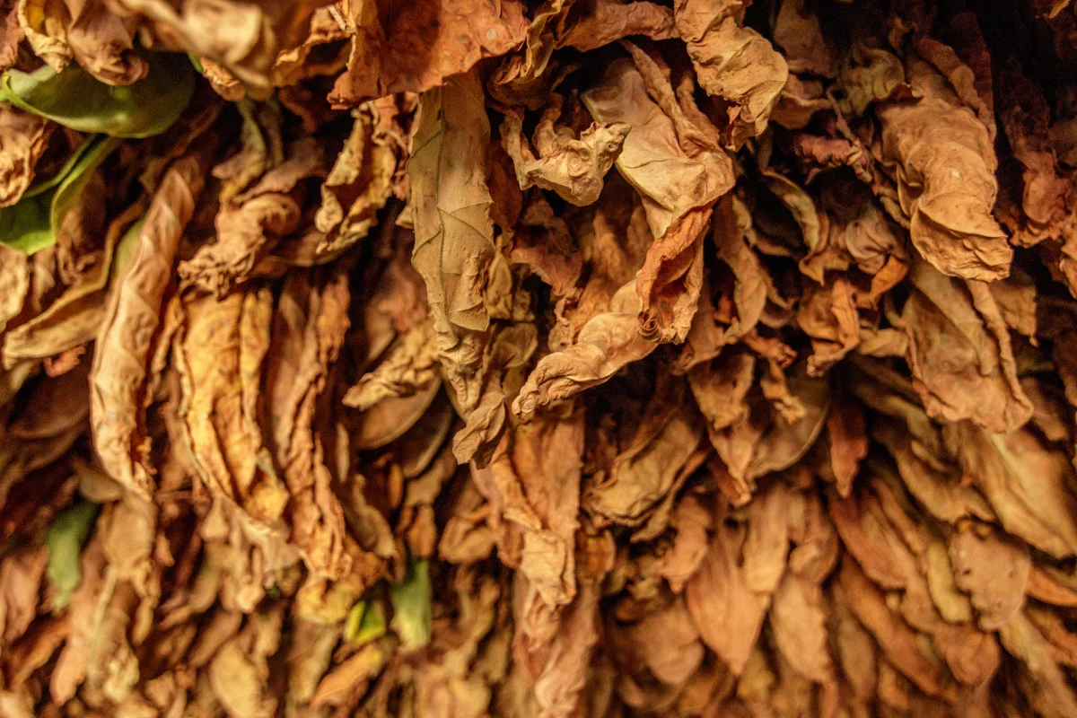 Foto: Adobe Stock