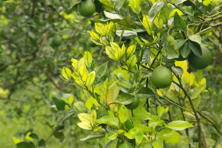 SP: greening pressiona setor da laranja e pode desencadear migração