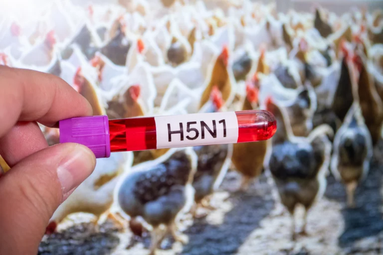Prejuízo com suspensão das exportações de frango ainda não pode ser mensurado, diz ABPA