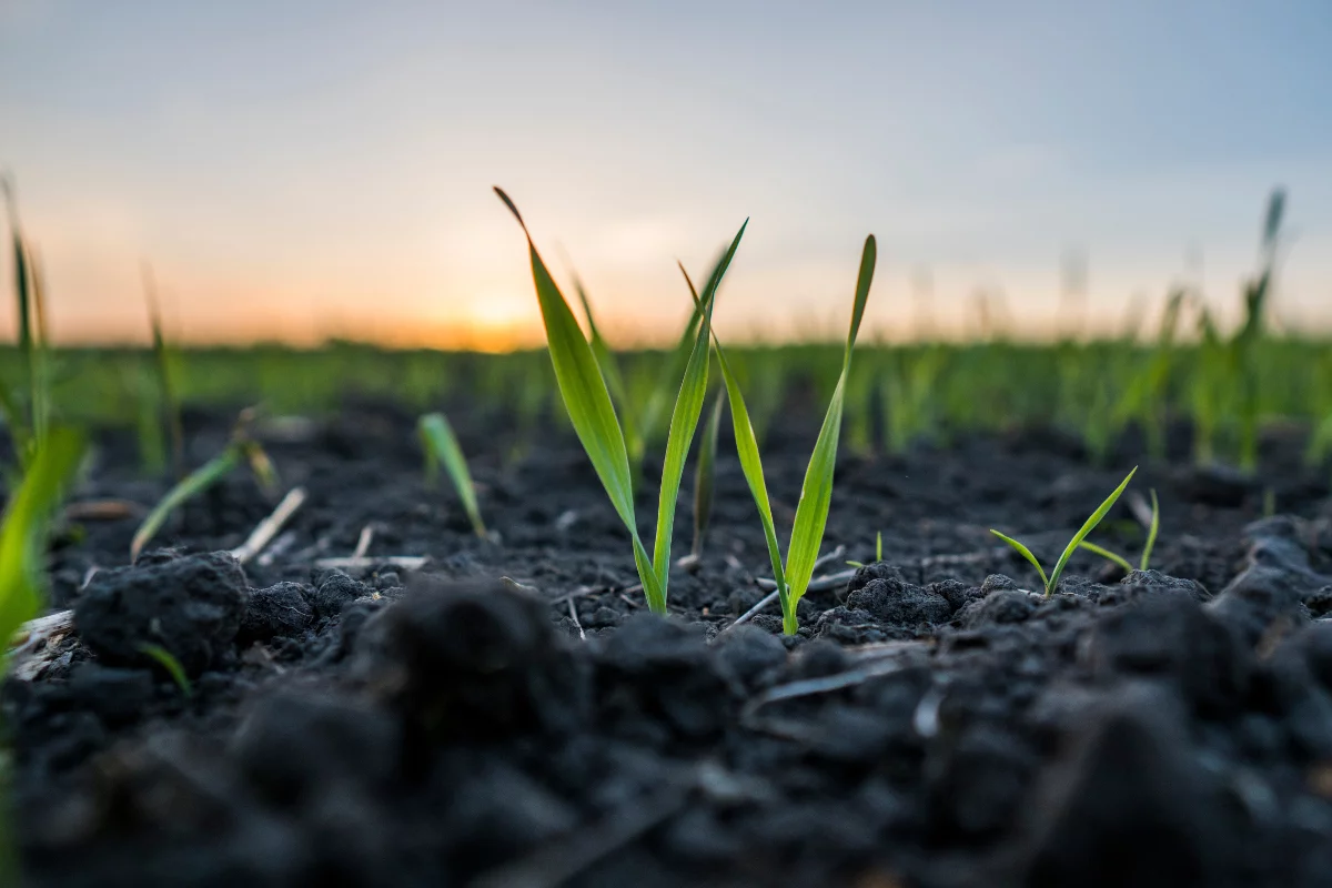 Foto: Adobe Stock