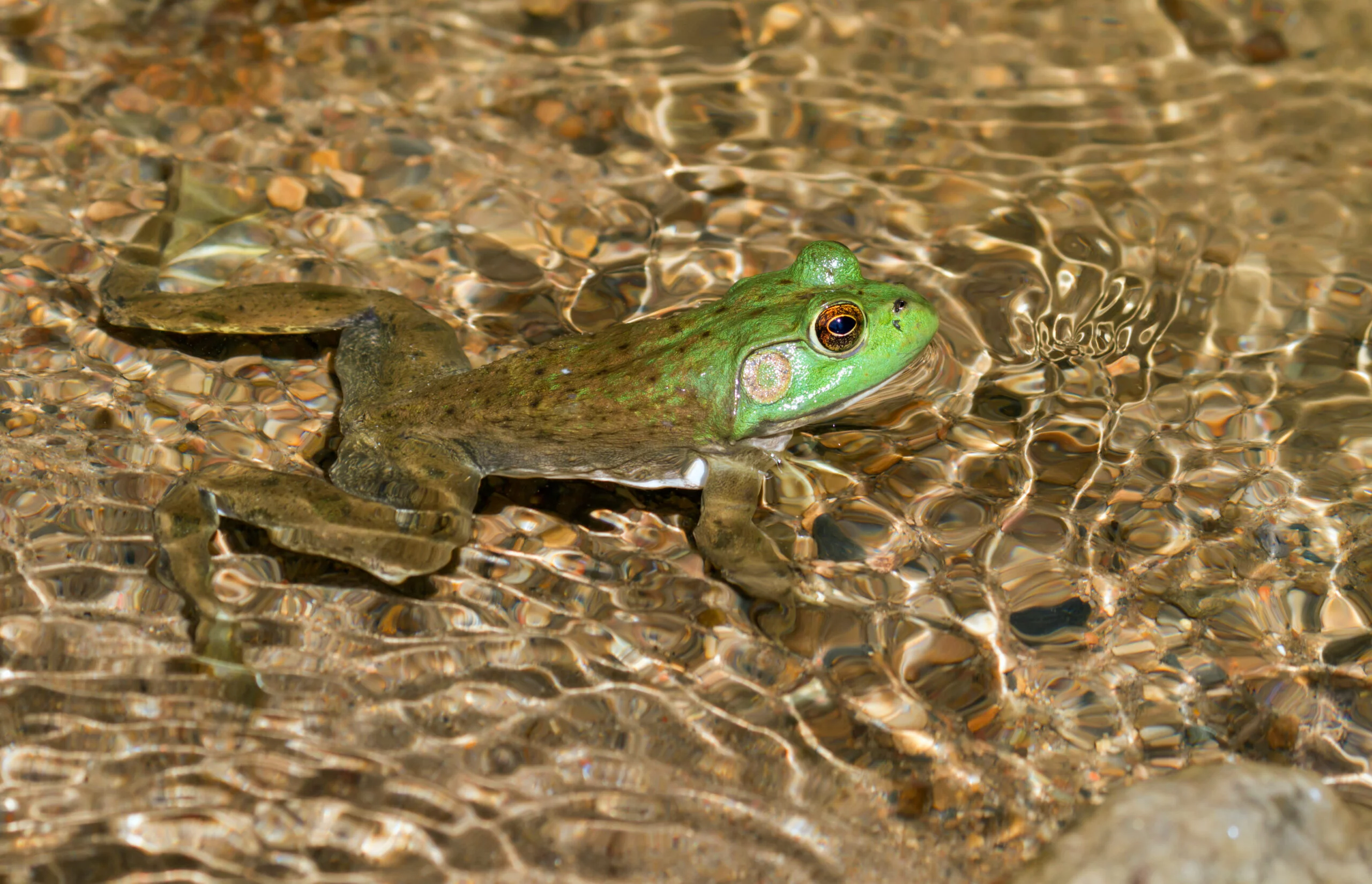 Foto: Adobe Stock