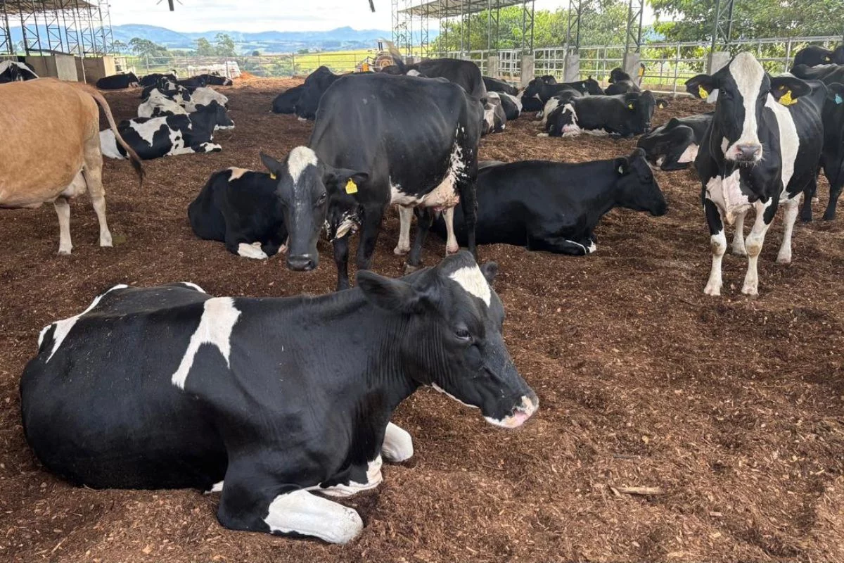 Vacas no sistema de Compost Barn no Sítio Cachoeira das Antas, em Santa Rita de Caldas (MG). Foto: Sabrina Nascimento