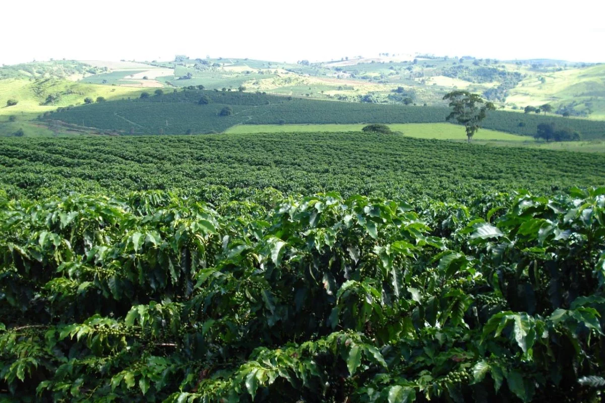 Lavoura de café na região de Franca (SP): há relatos de furto do grão verde, ainda no pé - Foto: Cocapec/Divulgação