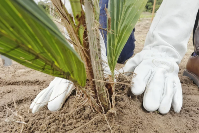 Bahia inicia produção de biocombustíveis a partir da macaúba