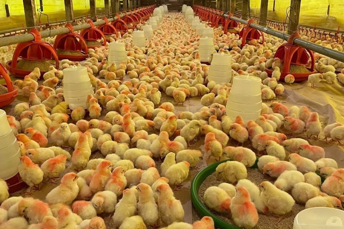 Lote de pintinhos de 1 dia na Granja AvicampoOvos, em Taquari (RS).